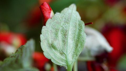 La pression « mildiou » s'exerce en particulier dans le nord-ouest de la France sous influence océanique. Ici, mildiou de l'impatiens hybride Plasmopara obducens.PHOTO : JÉRÔME JULLIEN
