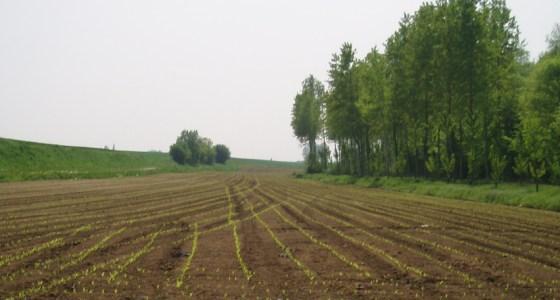 Le printemps pluvieux tranche avec les habitudes prises lors des dernières années et voit le retour des plusieurs vagues d'implantation du maïs.