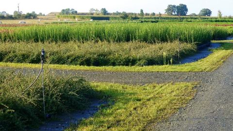 Dephy Ferme regroupe des exploitations qui mettent en place des techniques de réduction des usages phytosanitaires. Ici, l'enherbement des allées aux Pépinières de l'Evre (49).PHOTO : MAUD DUBOIS