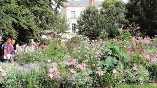 Le jardin des Prébendes d'Oé à Tours se prête à de multiples mises en scènes végétales graciles, colorées et d'envergure. Le jardin des Prébendes d'Oé à Tours se prête à de multiples mises en scènes végétales graciles, colorées et d'envergure.