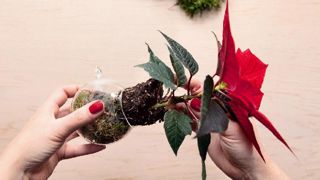 Le Poinsettia offre de multiples utilisations, comme ces miniplants à accrocher au sapin de Noël.PHOTO : BHR Le Poinsettia offre de multiples utilisations, comme ces miniplants à accrocher au sapin de Noël.PHOTO : BHR