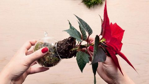 Le Poinsettia offre de multiples utilisations, comme ces miniplants à accrocher au sapin de Noël.PHOTO : BHR