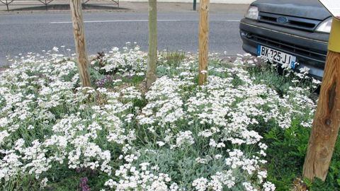 La réduction drastique de l'utilisation des produits phytopharmaceutiques dans les lieux publics au 1er janvier 2017 oblige à adopter des techniques alternatives d'entretien, comme le recours au paillage et aux plantes couvre-sol.