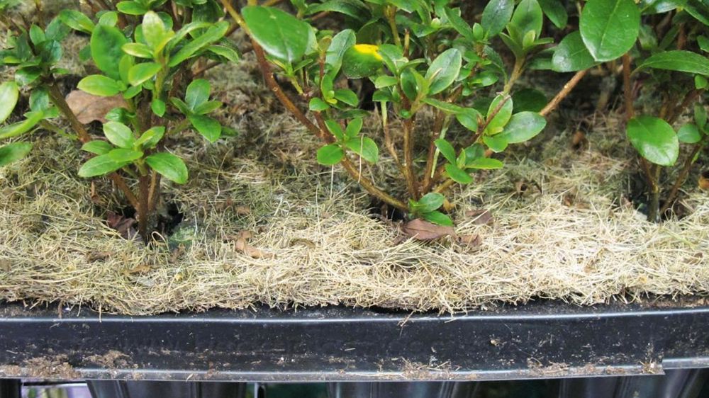 Fertilisants, paillages, biostimulants, supports de culture ont leur rôle à jouer dans la transition vers l'économie circulaire, insiste Afaïa.