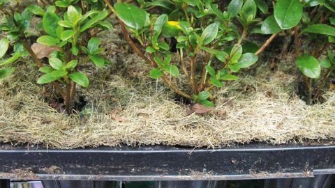 Fertilisants, paillages, biostimulants, supports de culture ont leur rôle à jouer dans la transition vers l'économie circulaire, insiste Afaïa.