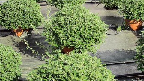 PHOTO : ODILE MAILLARD