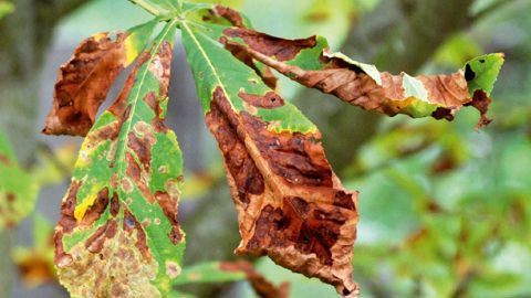 Dégâts de mineuse du marronnier. La teinte brun roussâtre du centre desmines provient de l'accumulation des déjections liquides de la larve (cinqstades larvaires se succédant durant sept à onze semaines).PHOTO : JÉRÔME JULLIEN