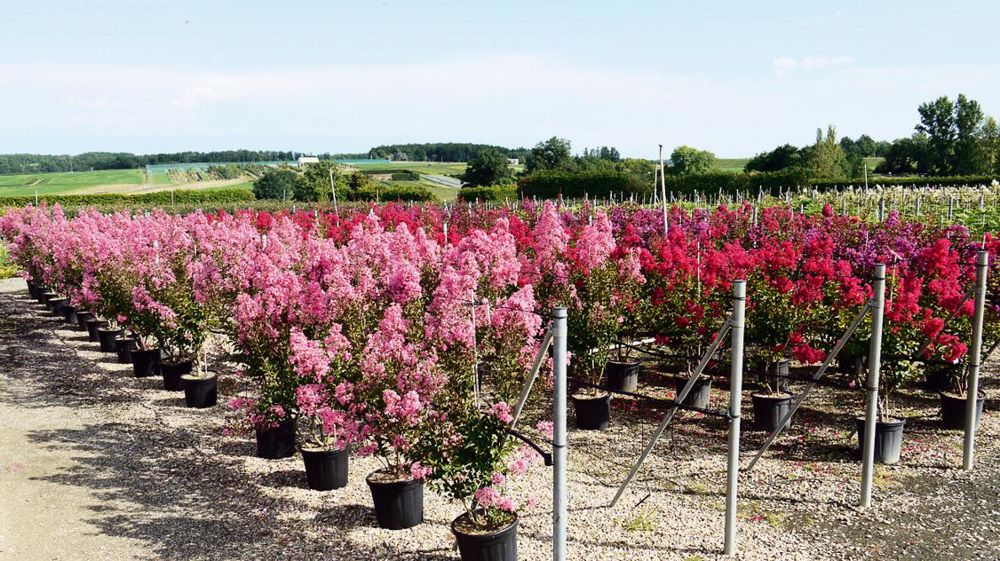 Les pépinières Charentaises ont obtenu le label Éco-Management de l'année et dans la catégorie « végétal » pour leurs investissements en termes de démarches environnementales. Les pépinières Charentaises ont obtenu le label Éco-Management de l'année et dans la catégorie « végétal » pour leurs investissements en termes de démarches environnementales.