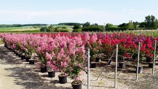 Les pépinières Charentaises ont obtenu le label Éco-Management de l'année et dans la catégorie « végétal » pour leurs investissements en termes de démarches environnementales. Les pépinières Charentaises ont obtenu le label Éco-Management de l'année et dans la catégorie « végétal » pour leurs investissements en termes de démarches environnementales.