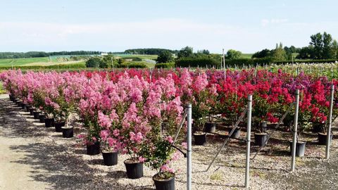 Les pépinières Charentaises ont obtenu le label Éco-Management de l'année et dans la catégorie « végétal » pour leurs investissements en termes de démarches environnementales.