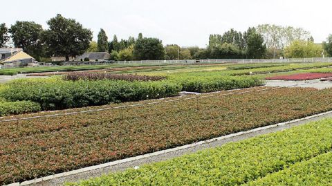 Les pépinières André Briant Jeunes Plants, situées à Saint-Barthélemy-d'Anjou (49), – ici, le secteur godet de La Bouvinerie –, ont trouvé un repreneur.PHOTO : ABJP
