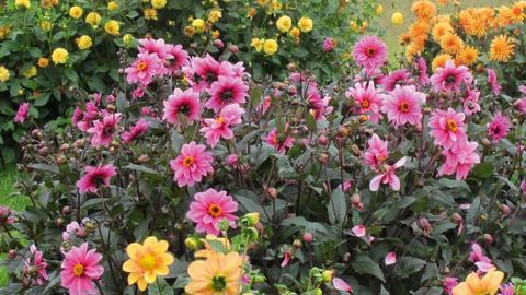 PHOTO : ODILE MAILLARD