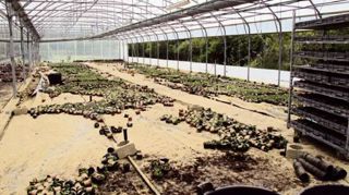 Aux Jardins d'Émilie, à Mauguio (34), les pensées tout juste plantées (60 000) sont perdues sous une pellicule de limon. Aux Jardins d'Émilie, à Mauguio (34), les pensées tout juste plantées (60 000) sont perdues sous une pellicule de limon.