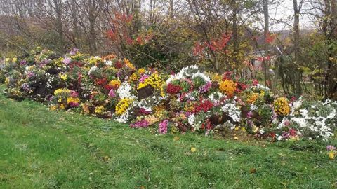 Les quelque 500 chrysanthèmes jetés par le producteur Patrick Plessis après la Toussaint cette année.PHOTO : PATRICK PLESSIS