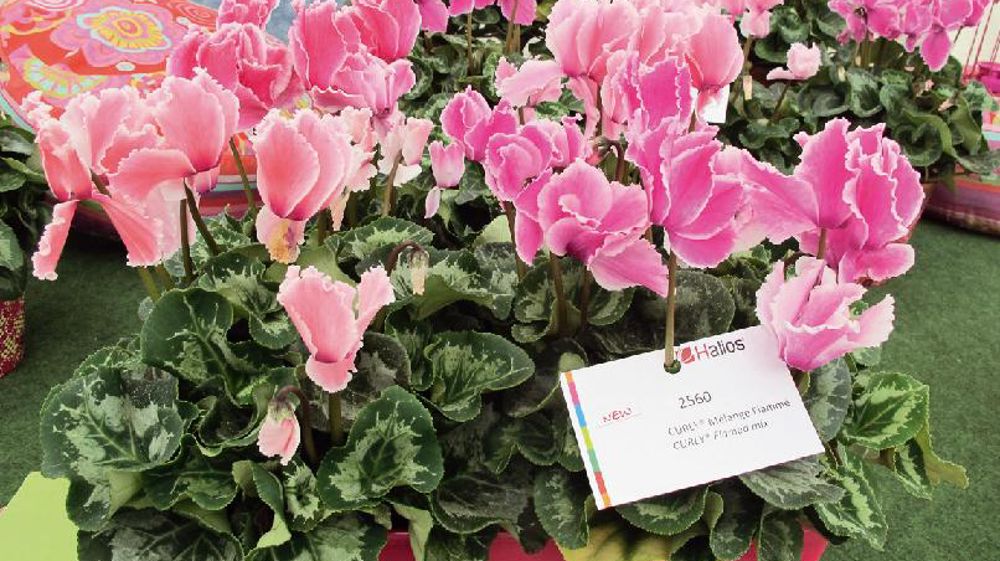 Cyclamen Halios® Curly® flamme mélange. Cyclamen Halios® Curly® flamme mélange.