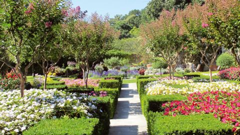 Partenaire de la manifestation, l'arboretum Gaston-Allard, à Angers, présente ici un jardin de buis dédié aux Sunpatiens.