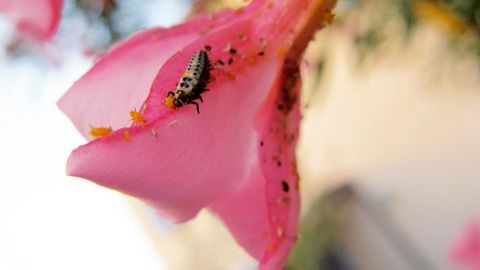 Les jardiniers amateurs, mais aussi professionnels, sont à la recherche de produits naturels, comme cette larve de coccinelle...PHOTO : VALÉRIE VIDRIL