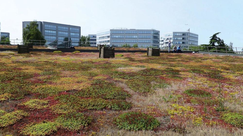 Les toitures végétalisées, intéressantes pour la gestion de l'eau, pourraient être développées en utilisant le côté contraignant des documents d'urbanisme.PHOTO CD 93