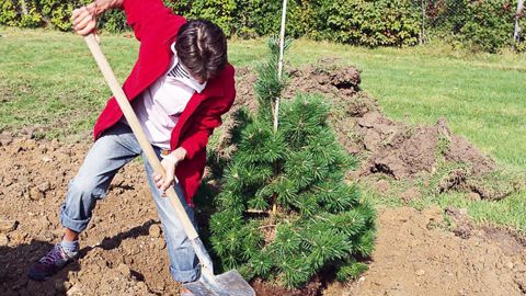 Un pin sylvestre a été installé dans le parc du château de Baville pour illustrer l'atelier des bonnes pratiques de plantation proposé à Salonvert.PHOTO : FRANÇOIS ARNOULD