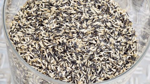 La cour d'appel confirme la lecture qui doit être faite du système de commercialisation des semences : l'inscription d'une variété au Catalogue officiel est obligatoire pour pouvoir accéder au marché.PHOTO : ODILE MAILLARD