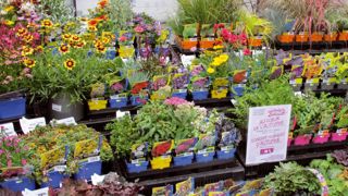 Les Visites vertes lancent la saison d'automne. Des entreprises ont ouvert leurs portes aux acheteurs, comme ici aux Ets Barrault Horticulture, à La Possonnière (49).