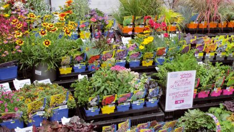 Les Visites vertes lancent la saison d'automne. Des entreprises ont ouvert leurs portes aux acheteurs, comme ici aux Ets Barrault Horticulture, à La Possonnière (49). Les Visites vertes lancent la saison d'automne. Des entreprises ont ouvert leurs portes aux acheteurs, comme ici aux Ets Barrault Horticulture, à La Possonnière (49).