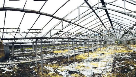 Dans les Alpes-Maritimes, la grêle a touché une dizaine d'horticulteurs.PHOTO : JEAN-LUC BELLIARD, CA06