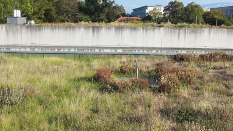 Selon l'expérimentation menée par l'iEES, l'effet « rafraîchissant » d'une toiture dépend de l'épaisseur du sol sur lequel les plantes se développent.