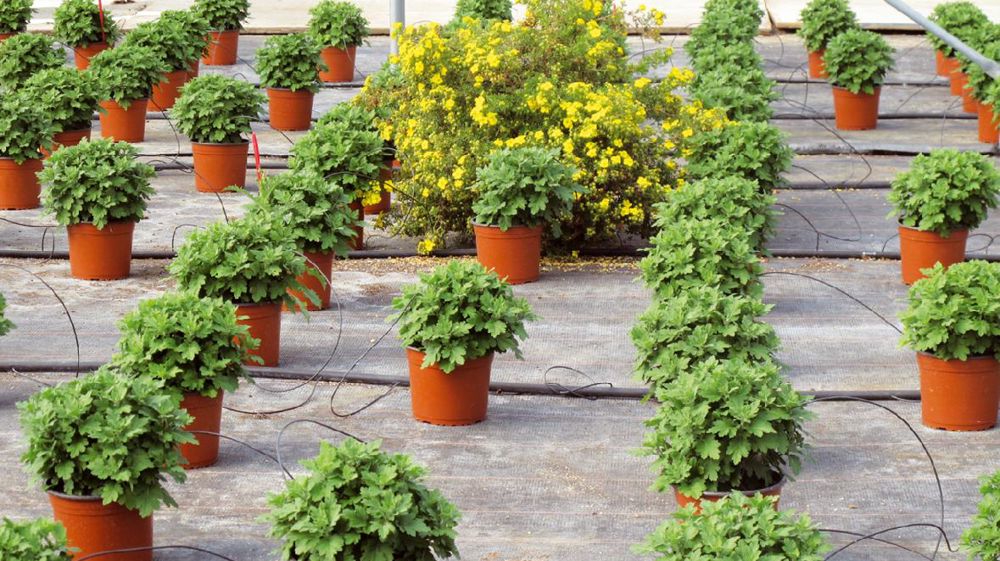 Le projet Dephy vise à réduire de 50 % l'usage des produits phytosanitaires, objectif du Grenelle de l'environnement. Les stations Astredhor et 43 entreprises horticoles sont engagées au sein de 4 groupes d'exploitations Dephy.PHOTO : ODILE MAILLARD Le projet Dephy vise à réduire de 50 % l'usage des produits phytosanitaires, objectif du Grenelle de l'environnement. Les stations Astredhor et 43 entreprises horticoles sont engagées au sein de 4 groupes d'exploitations Dephy.PHOTO : ODILE MAILLARD