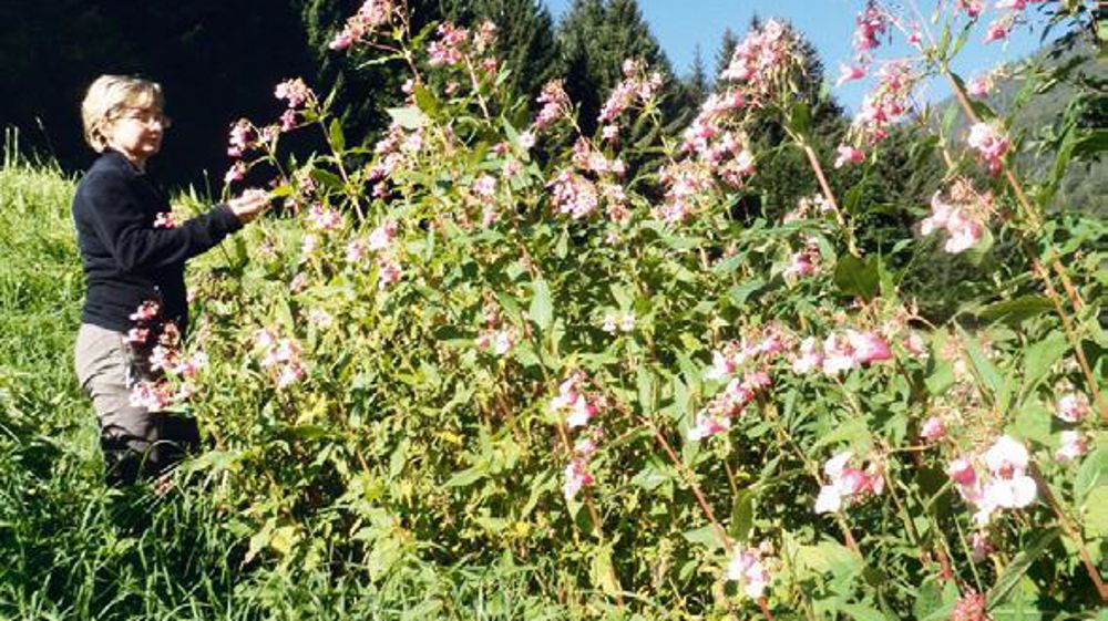 La Balsamine de l'Himalaya (Impatiens glandulifera) figure parmi les espèces invasives les plus nuisibles.PHOTO : BERNARD ABDILLA La Balsamine de l'Himalaya (Impatiens glandulifera) figure parmi les espèces invasives les plus nuisibles.PHOTO : BERNARD ABDILLA
