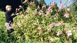 La Balsamine de l'Himalaya (Impatiens glandulifera) figure parmi les espèces invasives les plus nuisibles.PHOTO : BERNARD ABDILLA La Balsamine de l'Himalaya (Impatiens glandulifera) figure parmi les espèces invasives les plus nuisibles.PHOTO : BERNARD ABDILLA