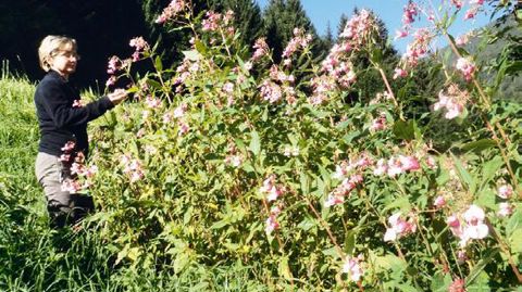 La Balsamine de l'Himalaya (Impatiens glandulifera) figure parmi les espèces invasives les plus nuisibles.PHOTO : BERNARD ABDILLA