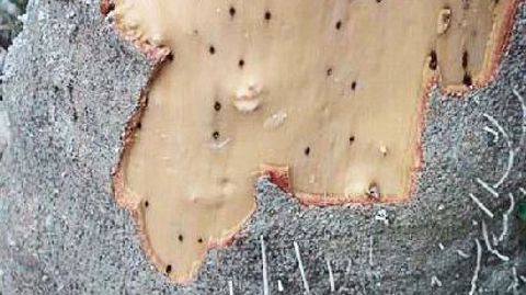 PHOTO : B. BOUTTE, DSF