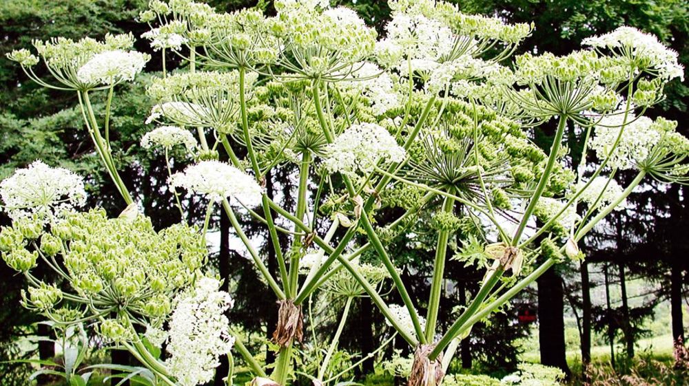 Les EEE ont des effets environnementaux, sociaux ou économiques néfastes. Ici, la berce du Caucase (Heracleum mantegazzianum).PHOTO : THOMAS B. DENHOLM, NEW JERSEY DEPARTMENT OF AGRICULTURE, BUGWOOD.ORG Les EEE ont des effets environnementaux, sociaux ou économiques néfastes. Ici, la berce du Caucase (Heracleum mantegazzianum).PHOTO : THOMAS B. DENHOLM, NEW JERSEY DEPARTMENT OF AGRICULTURE, BUGWOOD.ORG