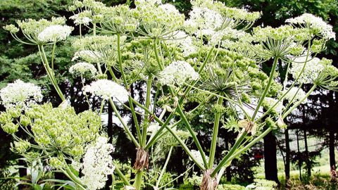 Les EEE ont des effets environnementaux, sociaux ou économiques néfastes. Ici, la berce du Caucase (Heracleum mantegazzianum).PHOTO : THOMAS B. DENHOLM, NEW JERSEY DEPARTMENT OF AGRICULTURE, BUGWOOD.ORG