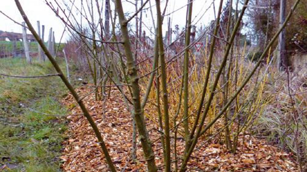 Broyer les déchets verts au plus près de leur utilisation en BRF, tel est l'objectif du site Internet en construction. Broyer les déchets verts au plus près de leur utilisation en BRF, tel est l'objectif du site Internet en construction.