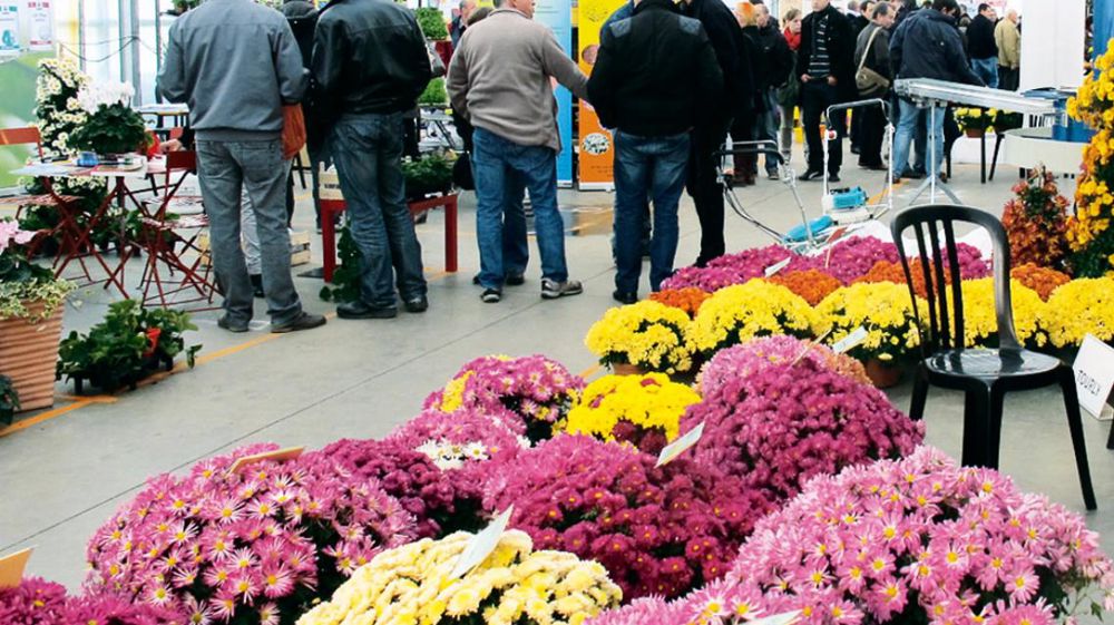 Malgré une date tardive pour présenter des obtentions de chrysanthèmes en fleurs alors que l'automne a été très doux, les obtenteurs ont su dérouler la palette de leurs nouveautés et de leurs coloris, rejoints à Viriat (01) par 37 fournisseurs, grossistes, distributeurs, multiplicateurs... et par environ 300 visiteurs. Malgré une date tardive pour présenter des obtentions de chrysanthèmes en fleurs alors que l'automne a été très doux, les obtenteurs ont su dérouler la palette de leurs nouveautés et de leurs coloris, rejoints à Viriat (01) par 37 fournisseurs, grossistes, distributeurs, multiplicateurs... et par environ 300 visiteurs.