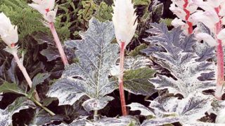 PHOTO : TAURIGNAN PHOTO : TAURIGNAN