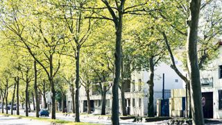 Le département du Val-de-Marne, qui a toujours été pionnier dans le domaine de la gestion du patrimoine arboré, vient d'adopter une nouvelle Charte de l'arbre.PHOTO : ALIX MAMAT