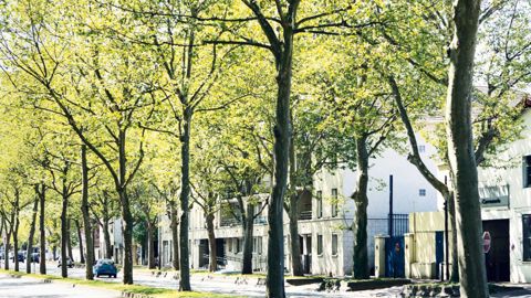 Le département du Val-de-Marne, qui a toujours été pionnier dans le domaine de la gestion du patrimoine arboré, vient d'adopter une nouvelle Charte de l'arbre.PHOTO : ALIX MAMAT