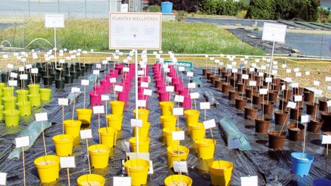 On est généralement loin de se douter du nombre de plantes utiles et utilisables pour favoriser la biodiversité, mieux gérer nos rejets et mieux intégrer la protection de l'environnement dans nos pratiques culturales... On est généralement loin de se douter du nombre de plantes utiles et utilisables pour favoriser la biodiversité, mieux gérer nos rejets et mieux intégrer la protection de l'environnement dans nos pratiques culturales...