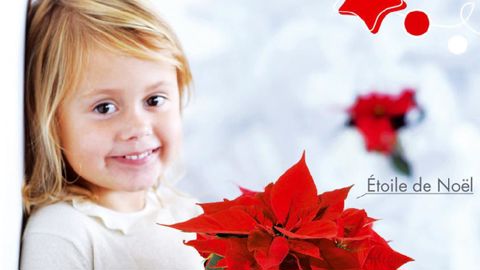 Les producteurs européens de plants de Poinsettia veulent rendre leur produit incontournable pour les jeunes à Noël./