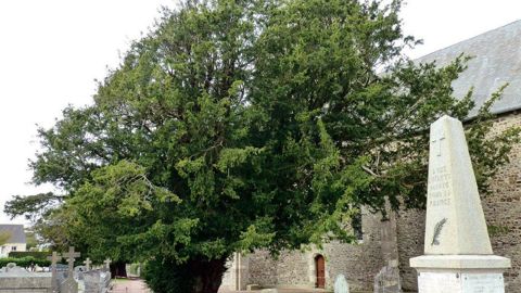 L'if de Montgardon (50), un arbre de 9 m de circonférence et de 10 m de hauteur, a été labellisé, en 2005, Arbre remarquable par l'association ARBRES.PHOTO : LIONEL STAUB, ASSOCIATION ARBRES
