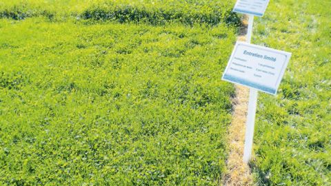 Les essais du Gnis présentés à l'occasion de Salonvert ont permis de montrer la différence de comportement de plusieurs espèces ou mélanges pour diverses modalités d'entretien limité.