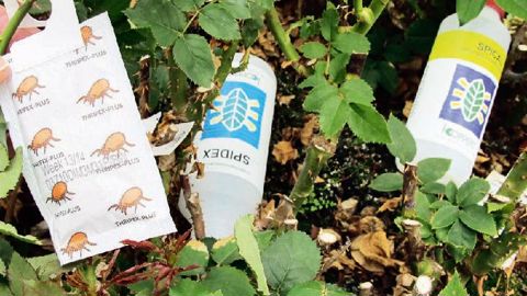 Selon l'IBMA, le secteur du biocontrôle devrait représenter 15 % du marché de la protection des plantes d'ici à 2020, contre 5 % actuellement.