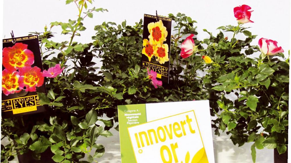 Rosier Babylon Eyes®, médaillé d'or Innovert® 2012. Un espace dédié, ouvert à tous les visiteurs durant les trois jours du Salon du végétal, met à l'honneur tous les candidats et les primés. Rosier Babylon Eyes®, médaillé d'or Innovert® 2012. Un espace dédié, ouvert à tous les visiteurs durant les trois jours du Salon du végétal, met à l'honneur tous les candidats et les primés.