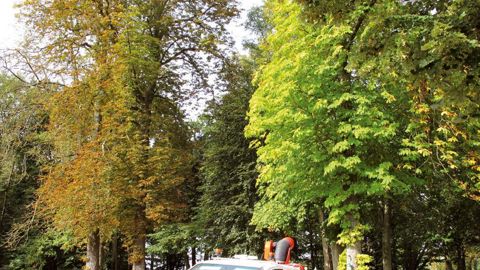 À gauche, le sujet témoin, qui n'a fait l'objet d'aucune intervention. À droite, le marronnier dont les populations ont été suivies à l'aide de quatre pièges à phéromones.