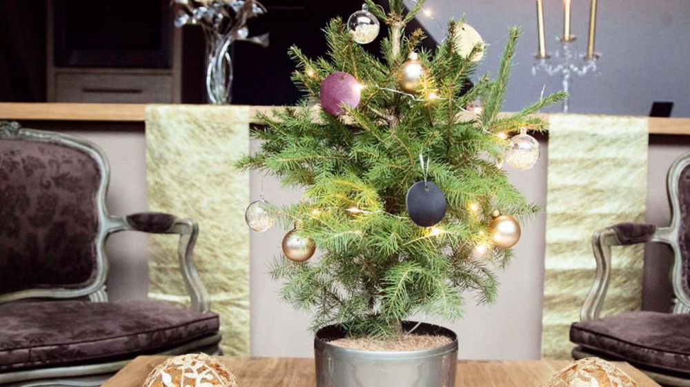 MyLittleSapin apporte une réponse aux citadins vivant en appartement, qui n'achetaient pas de sapin par manque de place, de temps et de budget. La première édition pour Noël 2013 a remporté un franc succès avec plus de 1 000 petits sujets vendus en moins de trois semaines.PHOTO : MYLITTLESAPIN MyLittleSapin apporte une réponse aux citadins vivant en appartement, qui n'achetaient pas de sapin par manque de place, de temps et de budget. La première édition pour Noël 2013 a remporté un franc succès avec plus de 1 000 petits sujets vendus en moins de trois semaines.PHOTO : MYLITTLESAPIN