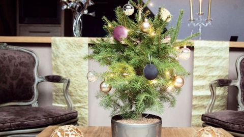 MyLittleSapin apporte une réponse aux citadins vivant en appartement, qui n'achetaient pas de sapin par manque de place, de temps et de budget. La première édition pour Noël 2013 a remporté un franc succès avec plus de 1 000 petits sujets vendus en moins de trois semaines.PHOTO : MYLITTLESAPIN