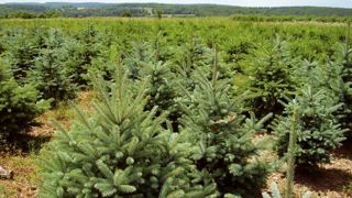 Les producteurs de l'AFSNN souhaitent sensibiliser la distribution sur la nécessité de ne pas se faire livrer les sapins de Noël trop tôt, pour éviter la chute prématurée des aiguilles.PHOTO : AFSNN Les producteurs de l'AFSNN souhaitent sensibiliser la distribution sur la nécessité de ne pas se faire livrer les sapins de Noël trop tôt, pour éviter la chute prématurée des aiguilles.PHOTO : AFSNN
